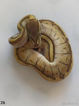 Krajta královská / Python regius - 17