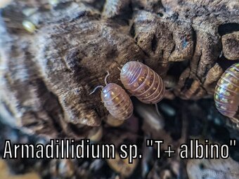 Isopody, mnohonožky, chvostoskoci ŽE, posílám - 17