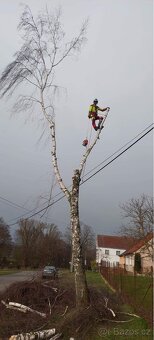 Rizikové kácení - 17
