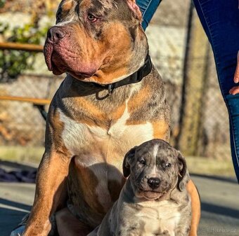 American Bully XL 🐾 - 17