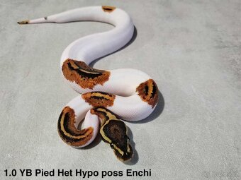 Krajta královská - 17