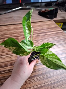 Sada rostlinek - 333 Kč/ 4 kusy - 17