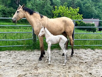 Lusitano klisna - 17