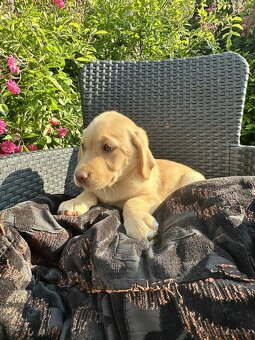 štěňata labrador a  – připravena k odběru - 17