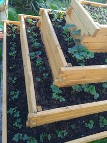 dřevěné vyvýšené zahradní záhony, květináče, jahodníky - 17