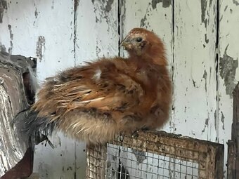 3 měsíční slepičky plemen velsumka, liliputka, hedvábnička - 17