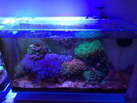 Mořské akvárium 150 litrů. - 17