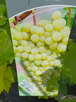 Vinná réva velkoplodá sladká rezistentní 395 Kč již plodící - 17
