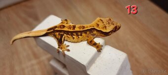 Pagekon řasnatý - 17