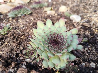 Prodej netřesky Znojmo - 17