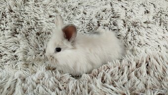 Zakrslý králík, králíček, králík - (lvíček)-VIKY - 17