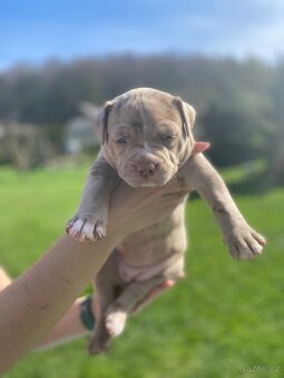 American Bully xl/xxl - 17