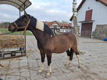 Velký (±145 cm) huculský hřebeček, hřebec, hnědobělouš. - 17