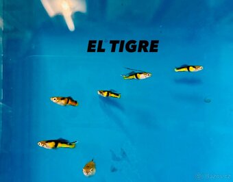 Neocaridina Krevety - 17