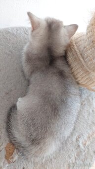 Skotské koťata bez PP - 17