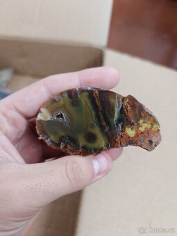 Acháty řezy Timor - 17