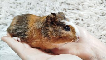 Morče, Morčata, Morčátko, Morčátka - JACOB A JAMES - 17