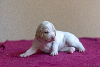 Saintgermánský ohař - štěňátka k zamluvení - 17