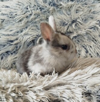Zakrslý králík - 17