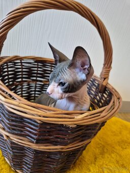 Donský sphynx - krásná koťátka - 17