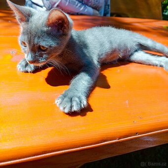 Bengálský kocourek/kotě s PP vzácný Blue Smoke Melanistic - 17