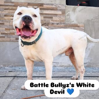 American Bully XL originální původní krev rodokmen ABKC USA - 17