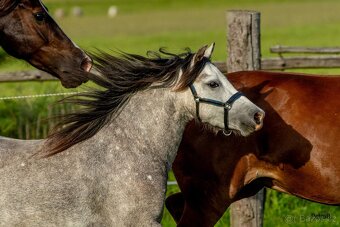 5-letá welsh mountain pony klisna - 17