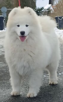 Štěňátka samojeda s PP - 17