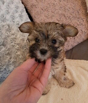 Jorkšírský teriér, Biewer yorkšírský teriér připuštění,krytí - 17