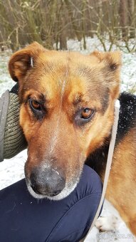 RON K ADOPCI - vděčný mazel, parťák, vhodný k dětem - 17