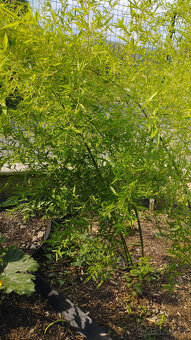 Obří mrazuvzdorný bambus phyllostachys, Vsetín - 17