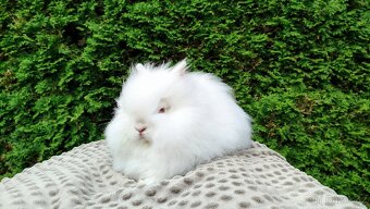 Zakrslý králík, králíček -(TEDDY)-ONDŘEJ - 17