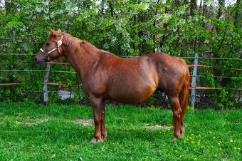 Hřebečci,Valášek American Paint Horse - 17
