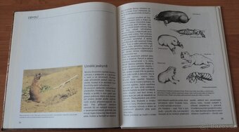 Psi, Stavby zvířat - 17