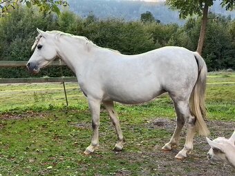 Welsh pony kobylka - 17