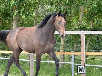 Mladá kobylka po Cornet de Lux - 17