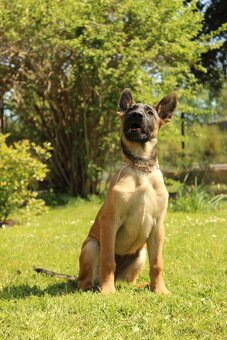 Belgický ovčák malinois - 17