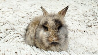 Zakrslý králík, králíček - HARRY - 17