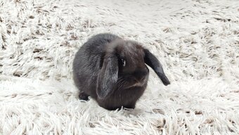 Zakrslý beránek, králíček, králík - BIBI - 17