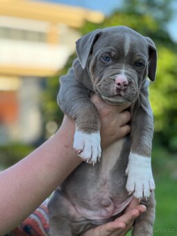 AMERICAN BULLY XL s PP - 17