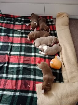 American Bully pocket size POCKET/STANDARD - 17