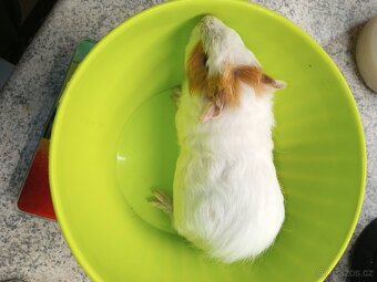 Morčata - samičky - 17