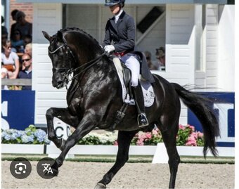 Nadějný drezurní hřebeček po odstavu Toto Gold/Glamourdale - 17