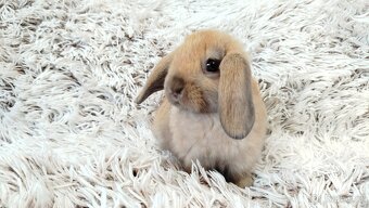 Zakrslý beránek, králíček, králík - JIJI - 17