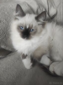 Koťata Ragdoll bez PP - 17