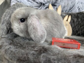 ❤️❤️Minilop Kralicek Beránek mimi k rezervaci - 17