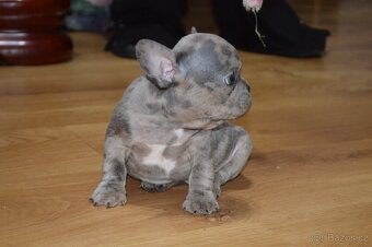 francouzsky buldocek - 17