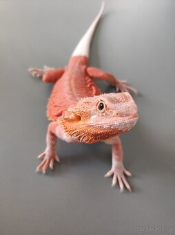 3x Agama vousatá, 3x terárium, 3x box s Blaptica dubia - 17