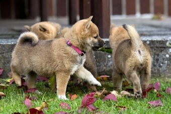 Shiba inu s PP - 17
