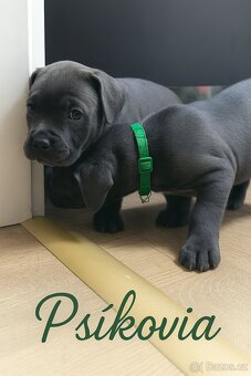 🐾 Americký stafordšírský teriér – modrá štěňátka - 17